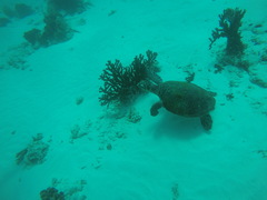 Eretmochelys imbricata
