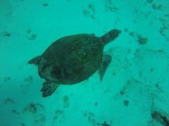 Eretmochelys imbricata