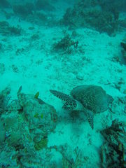 Eretmochelys imbricata