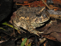 Odontophrynus juquinha