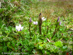 Gentianella limoselloides