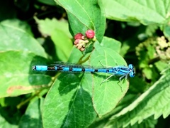 Enallagma cyathigerum