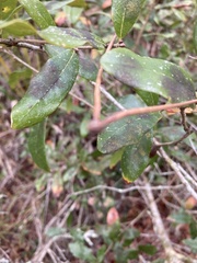 Disholcaspis quercusomnivora