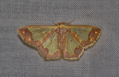 Peratophyga xanthyala