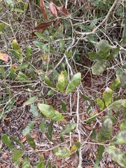 Disholcaspis quercusomnivora