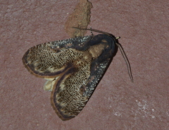 Batracharta