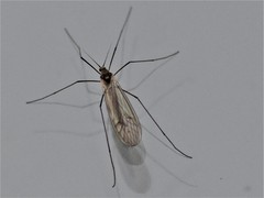 Trichocera regelationis