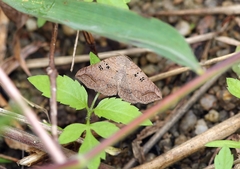 Blasticorhinus rivulosa