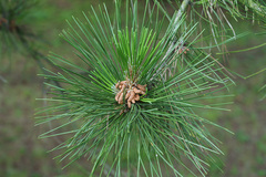 Pinus tabuliformis