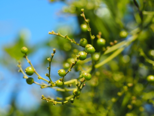 Paederia foetida