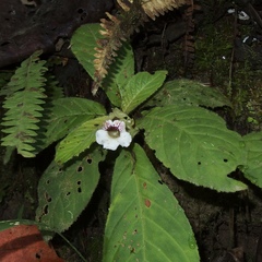 Nautilocalyx ecuadoranus