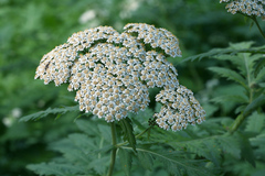 Tanacetum macrophyllum
