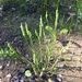 Leavenworthia torulosa - Photo (c) Dwayne Estes, μερικά δικαιώματα διατηρούνται (CC BY-NC), uploaded by Dwayne Estes