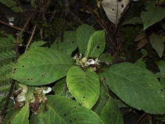 Nautilocalyx ecuadoranus