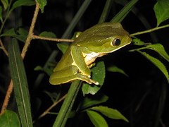 Phyllomedusa burmeisteri