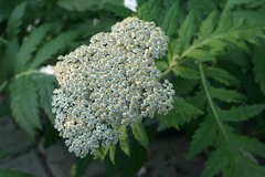 Tanacetum macrophyllum