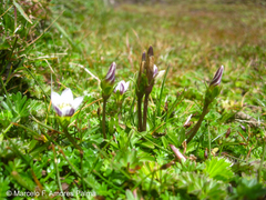 Gentianella limoselloides