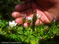 Gentianella limoselloides