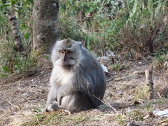 Macaca fascicularis