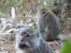 Macaca fascicularis