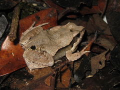 Physalaemus centralis