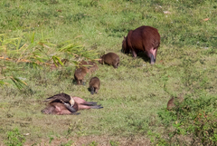 Hydrochoerus isthmius