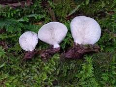 Crepidotus stipitatus