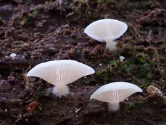 Crepidotus stipitatus