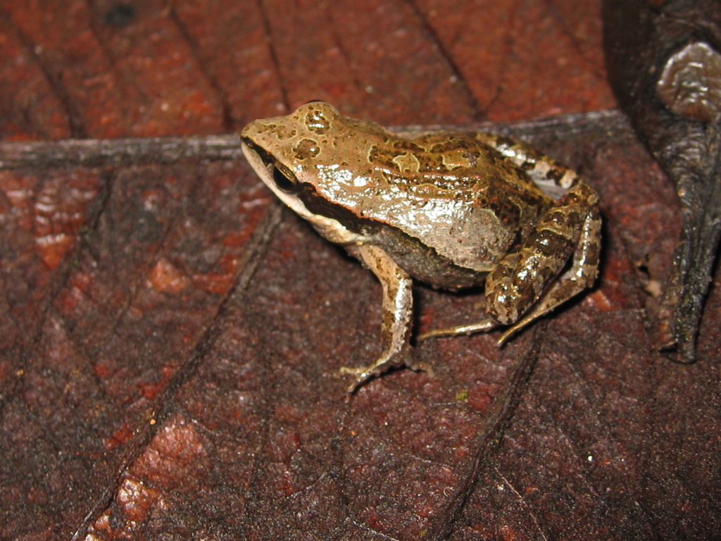 Evangelista's Dwarf Frog