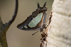 Polyura agraria