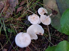 Leucocybe candicans