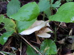 Leucocybe candicans