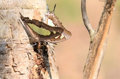 Polyura agraria