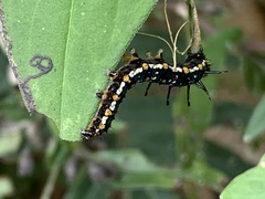 Lepidoptera