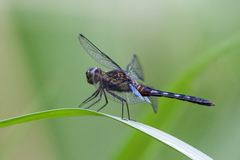 Erythrodiplax kimminsi