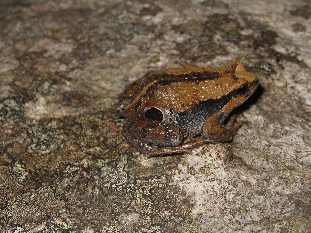 Frightening Foam Froglet
