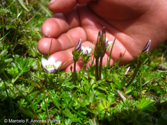 Gentianella limoselloides