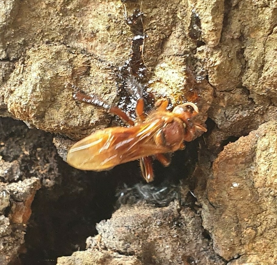 Homotrigona