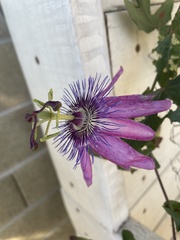 Passiflora amethystina × caerulea