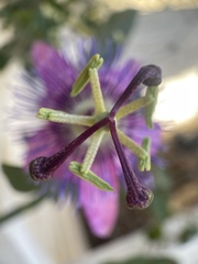 Passiflora amethystina × caerulea