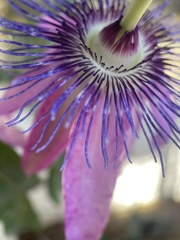 Passiflora amethystina × caerulea