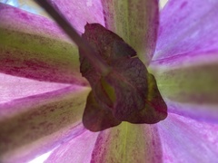 Passiflora amethystina × caerulea