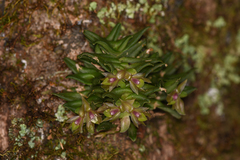 Epidendrum congestum