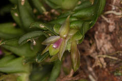 Epidendrum congestum