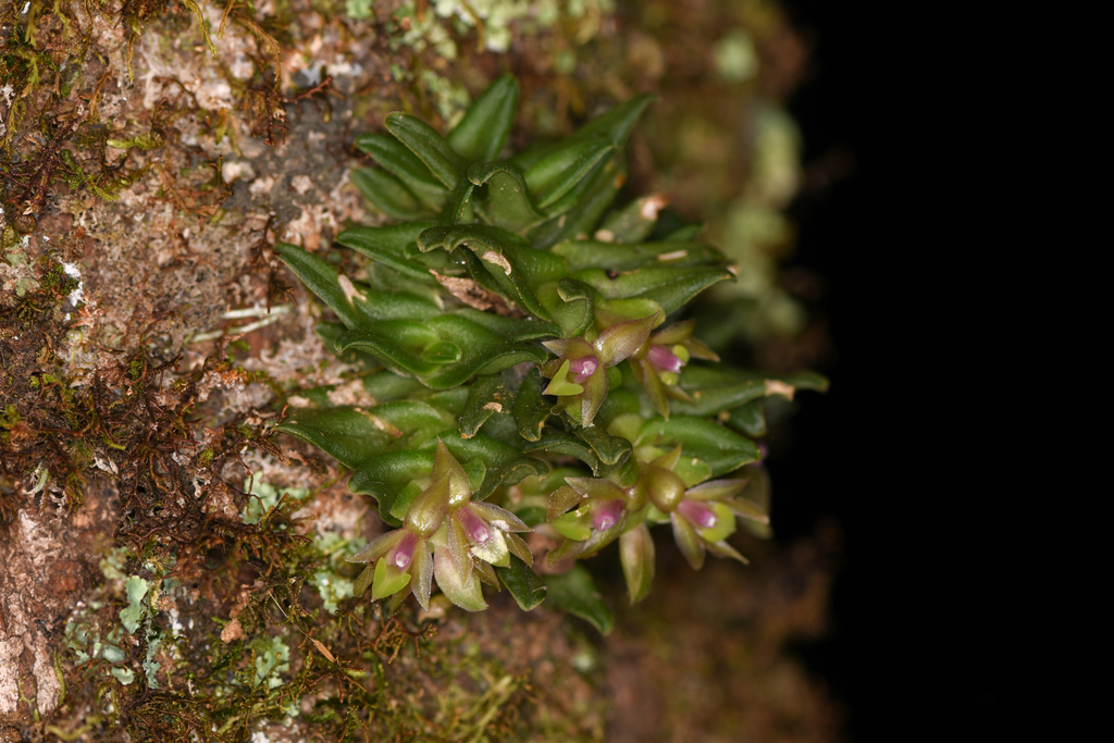 Epidendrum congestum