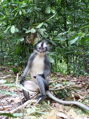 Presbytis thomasi