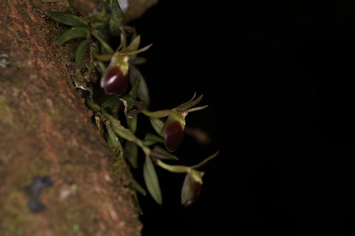 Image of Epidendrum porpax by (c) Trevor Van Loon, some rights reserved (CC BY)
