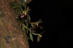 Epidendrum porpax