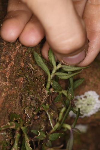 Image of Epidendrum porpax by (c) Trevor Van Loon, some rights reserved (CC BY)