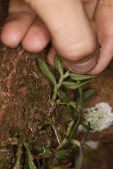 Epidendrum porpax